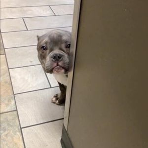 Meet your Posher, Angel